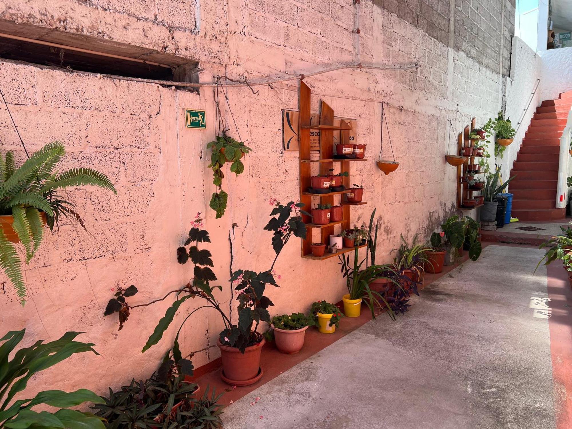 Hostal Cattleya 巴克里索莫雷诺港 外观 照片